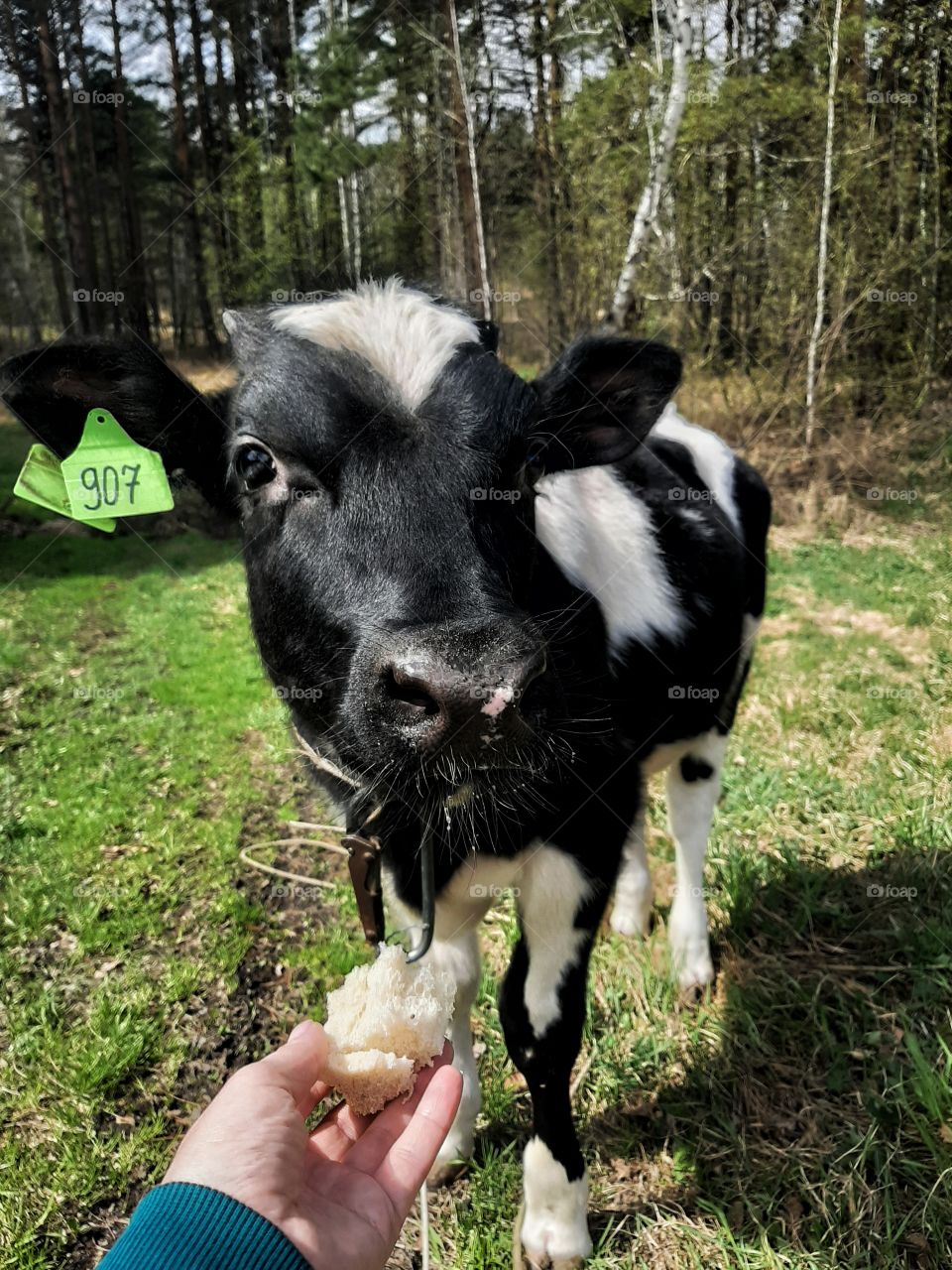 бычок в лесу