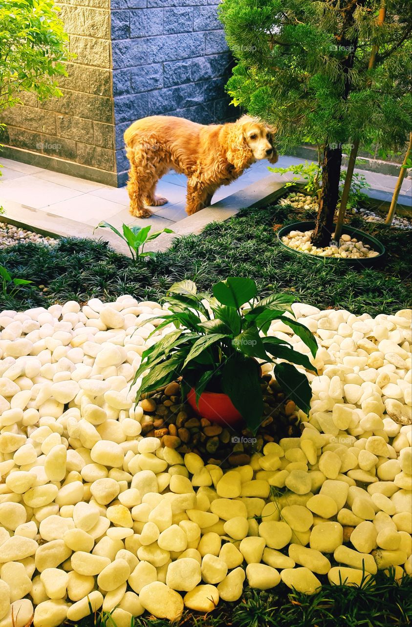 explorando o jardim 🐾