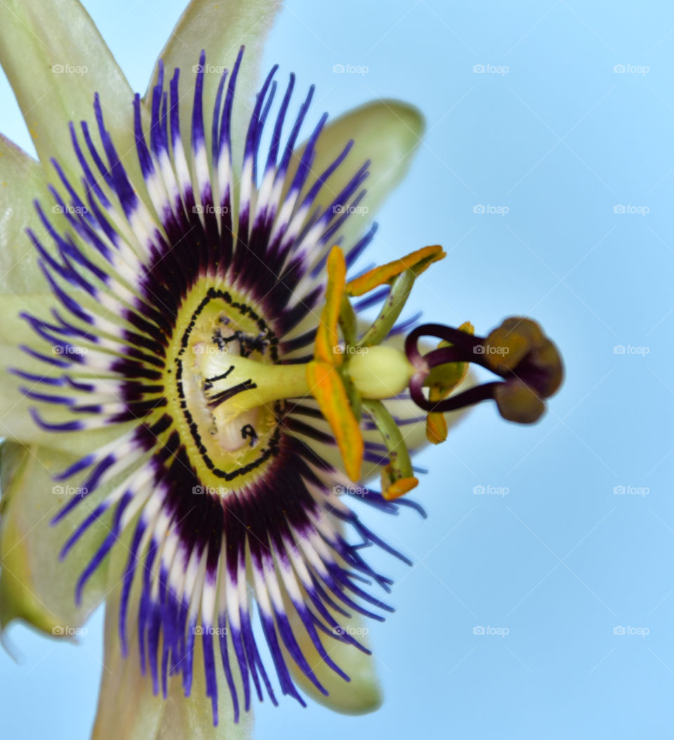 Close up of a beautiful Passion flower 
