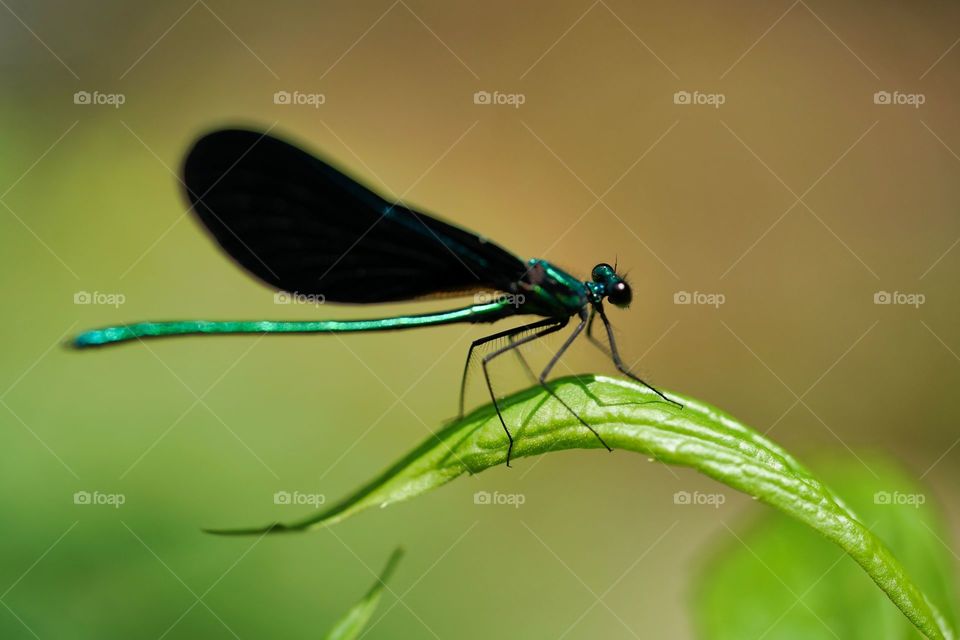 dragonfly
