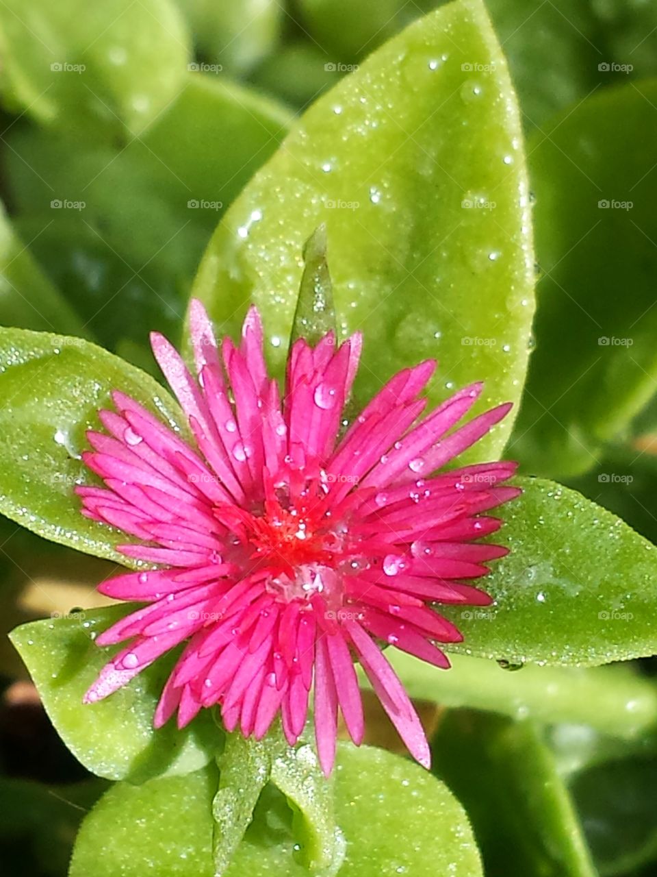 A Red Apple Succulent After Rain fall