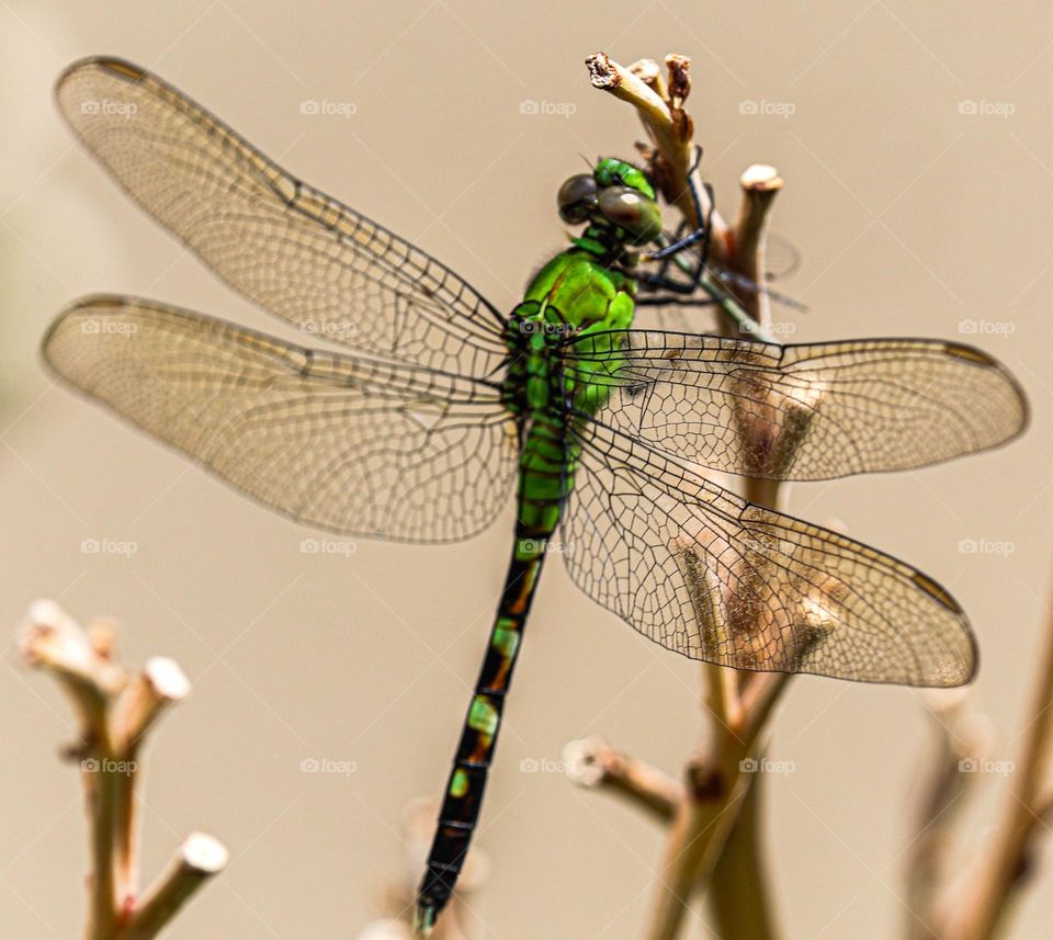 green dragonfly