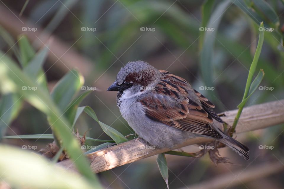Close up bird on a branch
