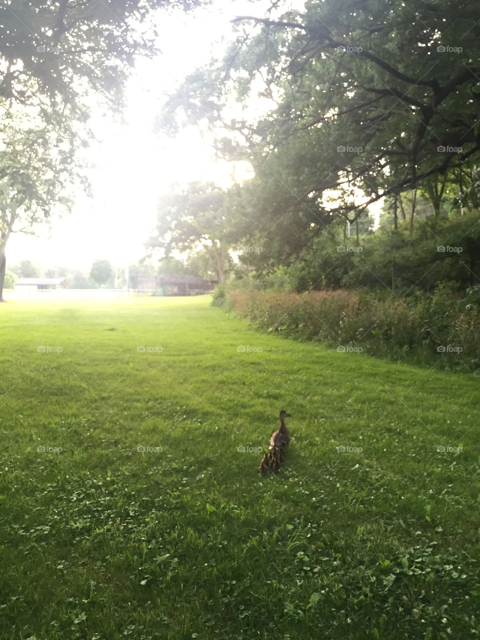 Mother duck with her baby ducklings. 