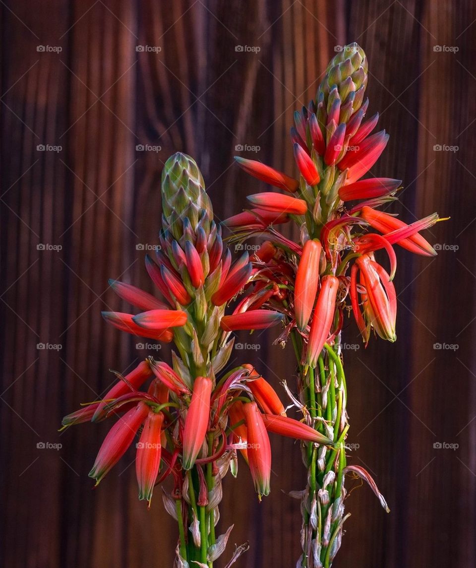 Aloe Vera Flowers