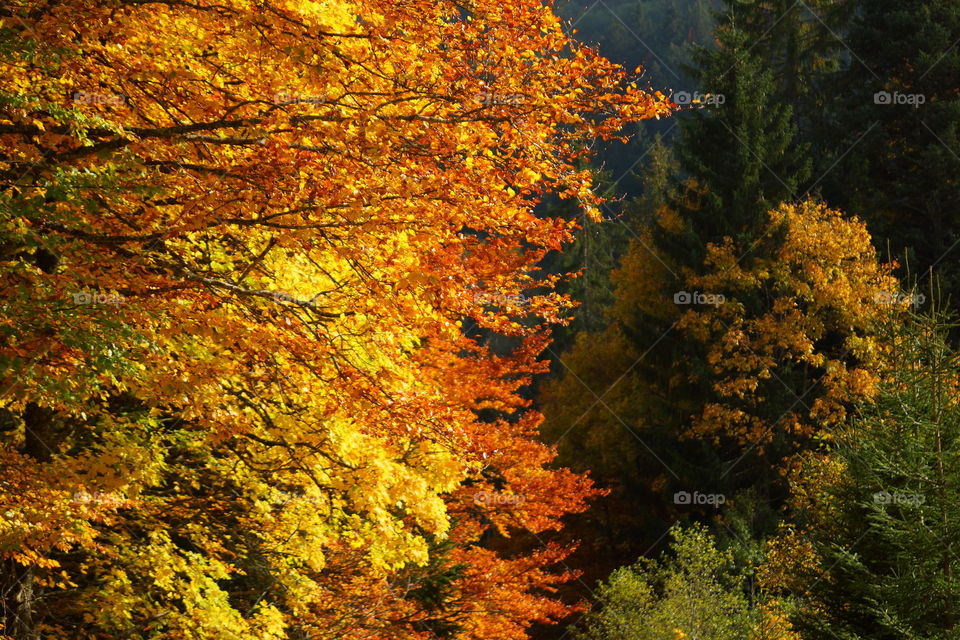 Soleil dans les feuilles d'automne au lac de Vallon (Alpes du Nord, France)