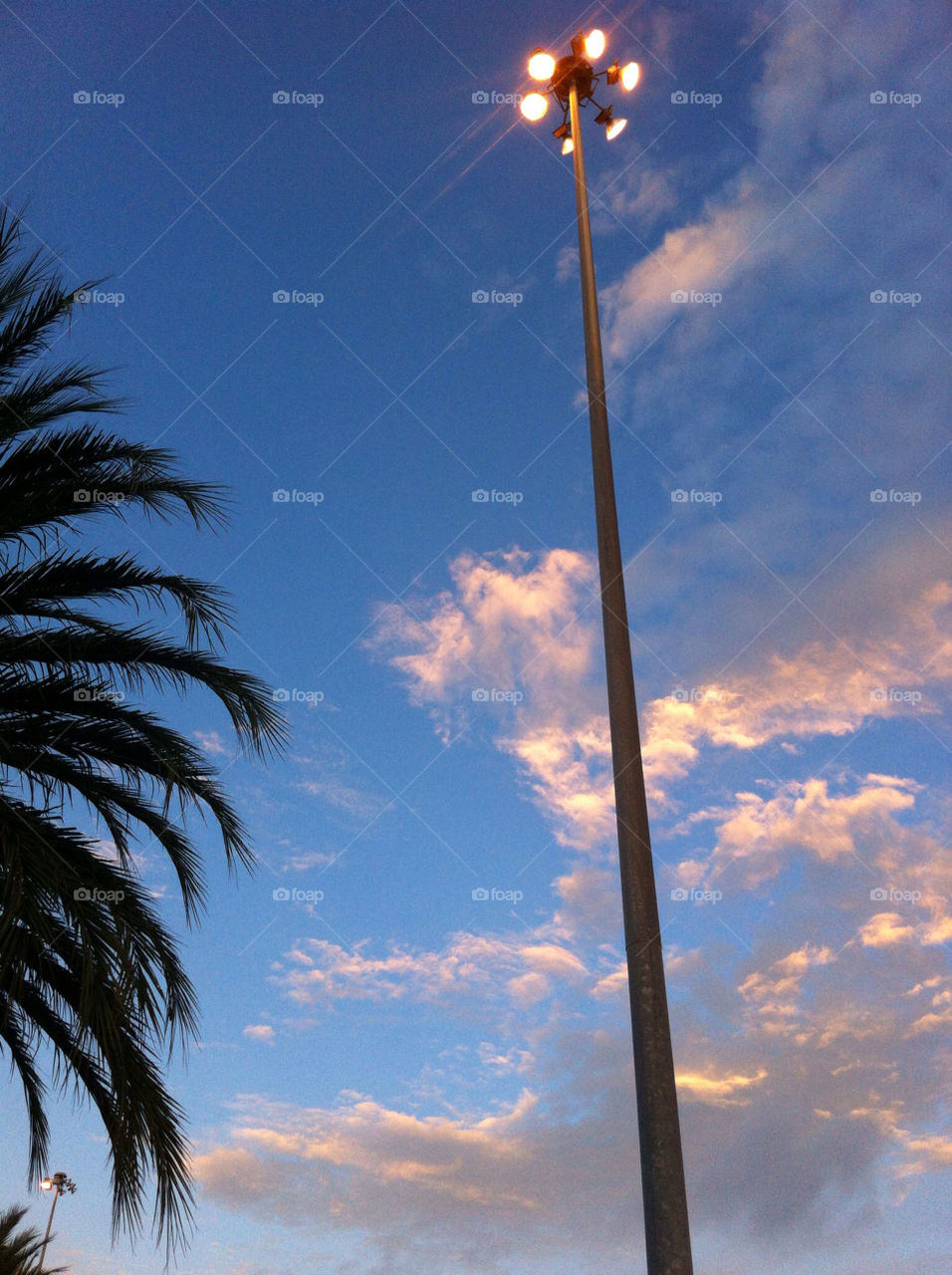 blue palmtree tropical skye by rgomezphoto
