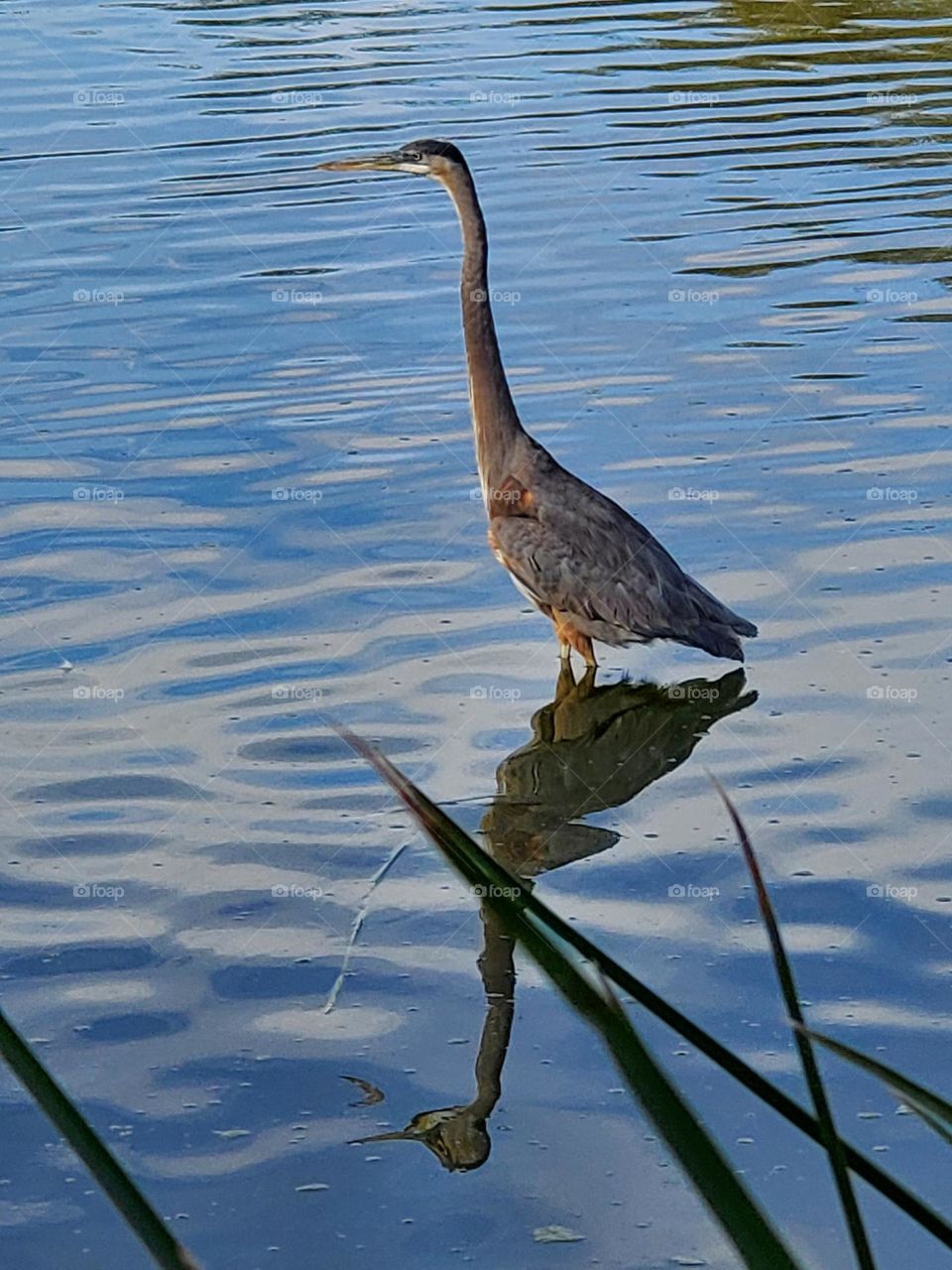Great Blue Heron in Lake