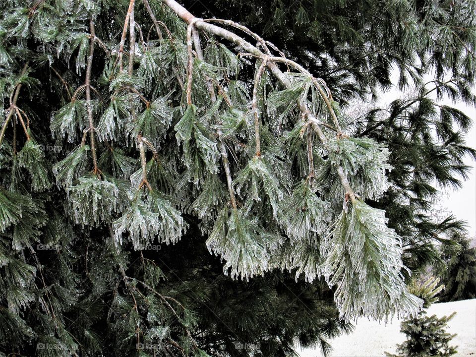 Frozen pine