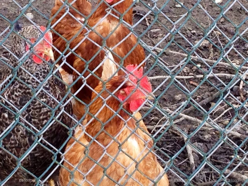 Caged chicken