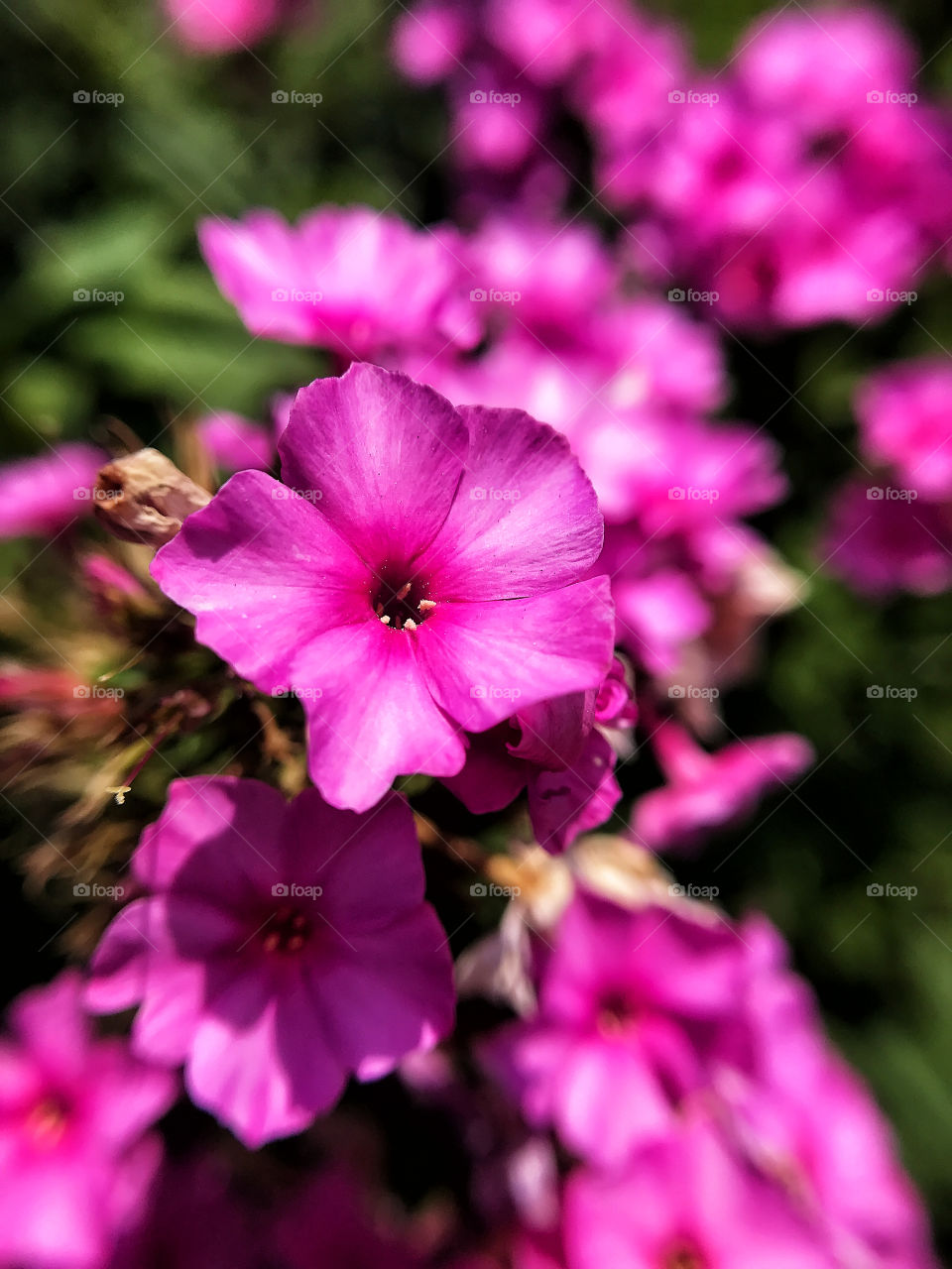 Autumn flowers 