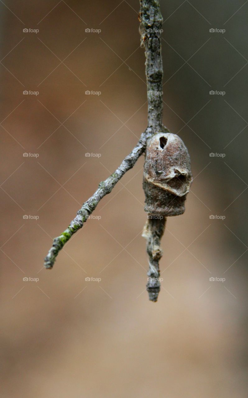 strange bumb on branch.  a helmet?