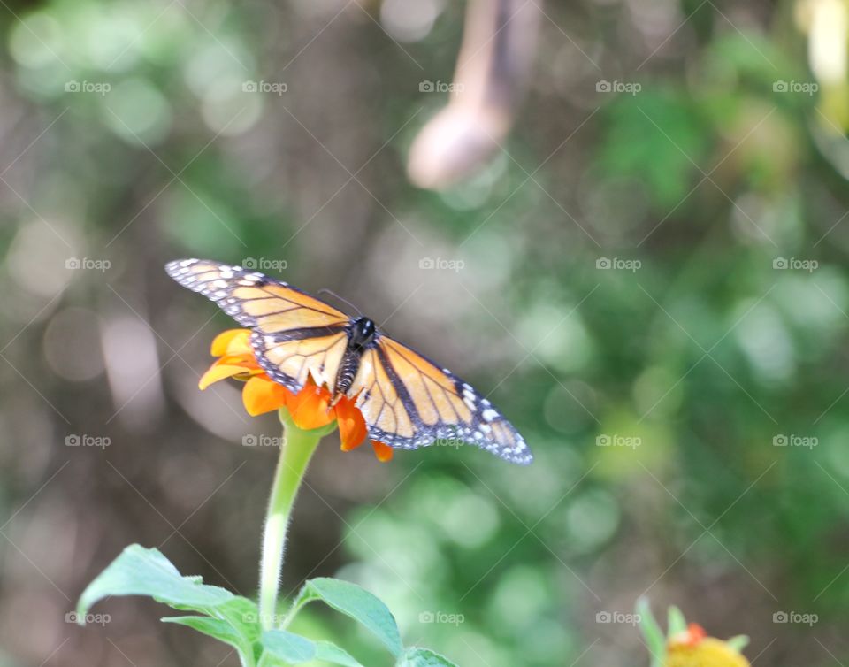 Monarch butterfly