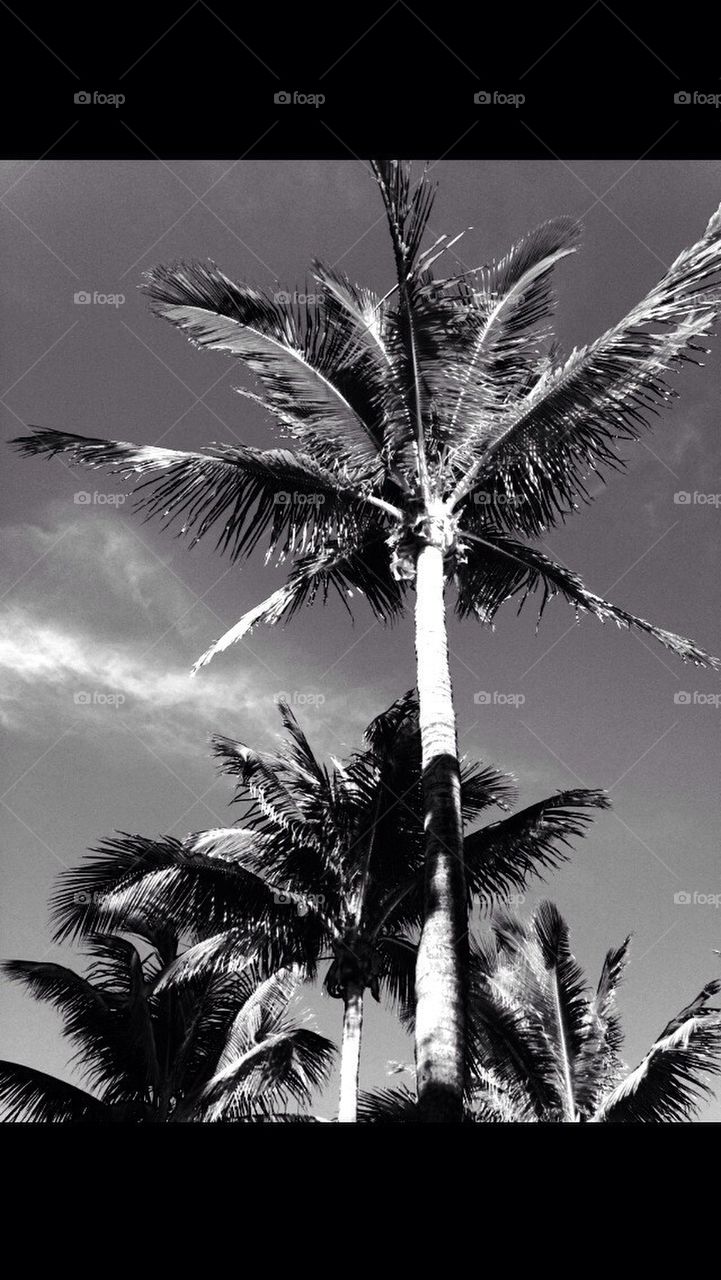 Palms of South Beach