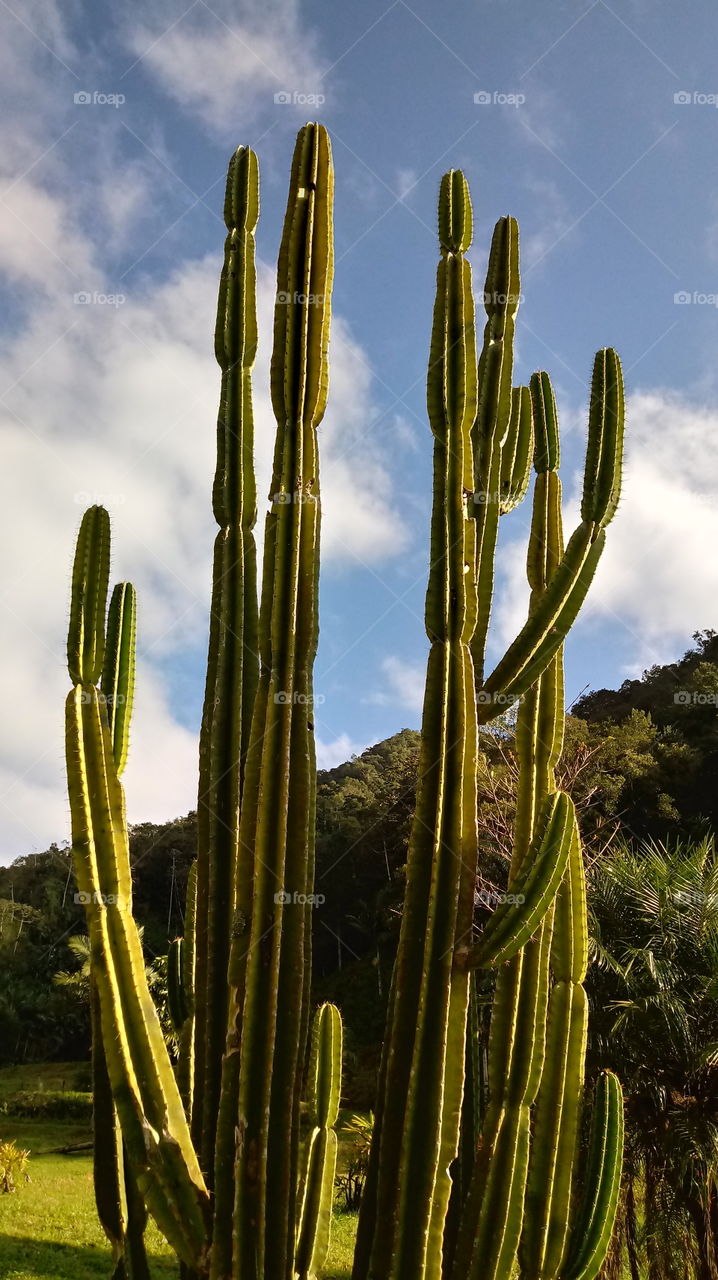 CACTOS NATUREZA JARDIM