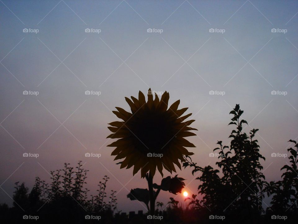 Twilight. Silhouette of the sunflower. 