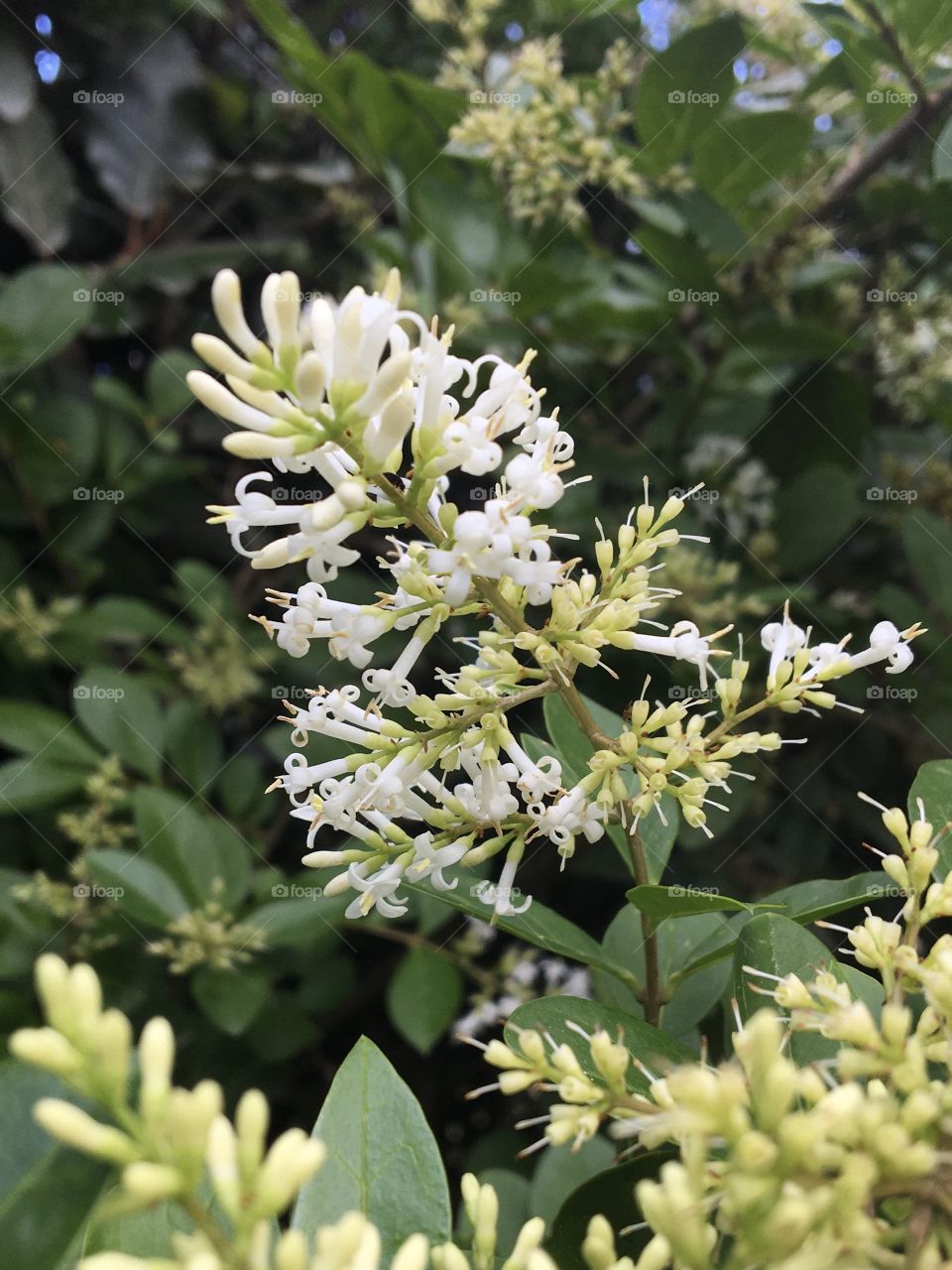 Privet flower