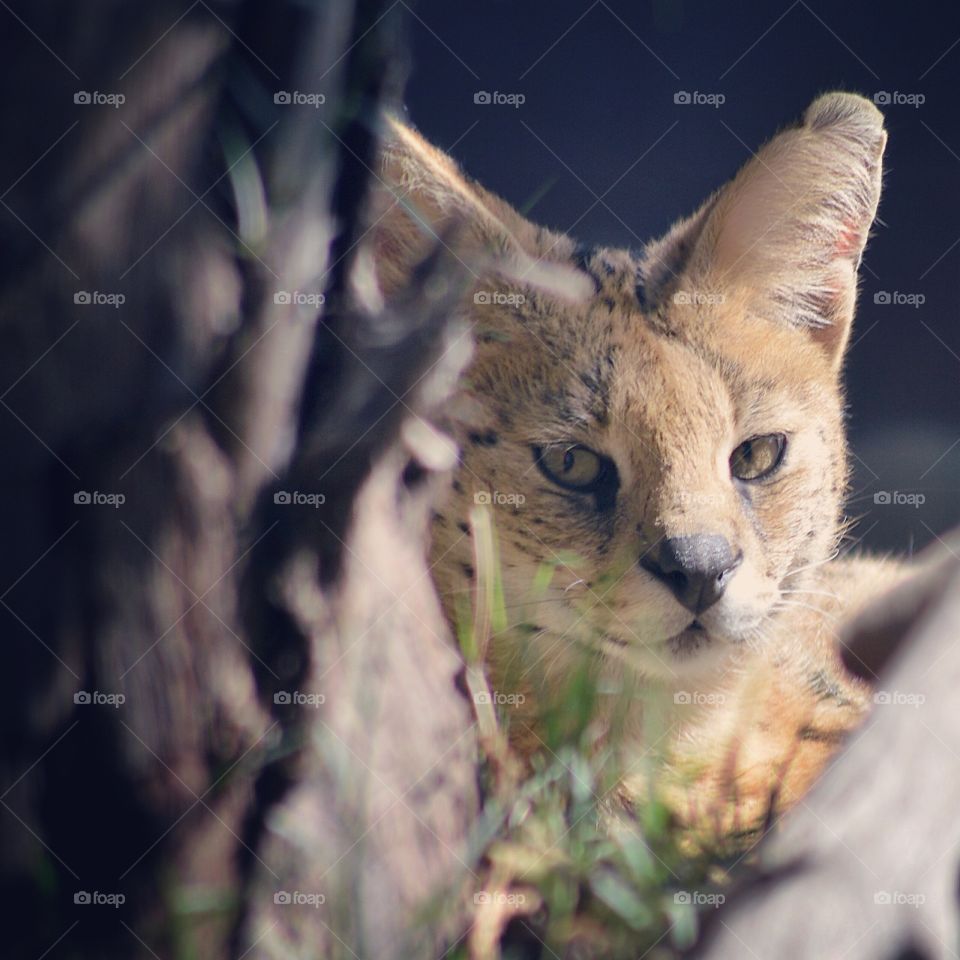 cute serval