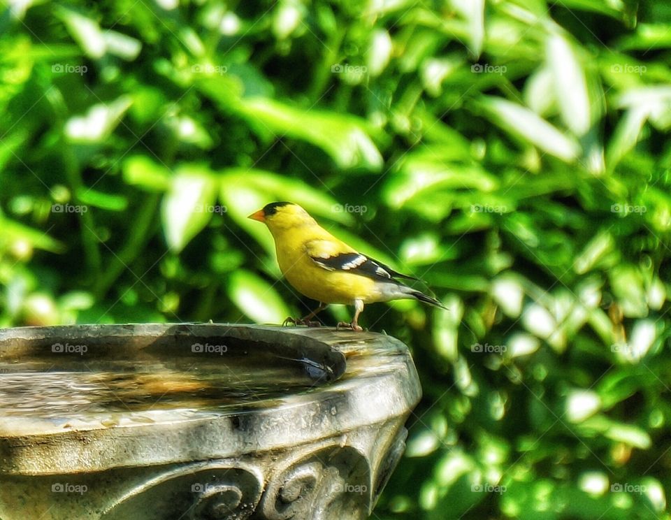 Goldfinch