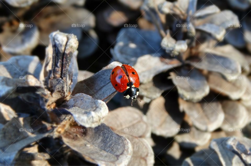 Ladybug