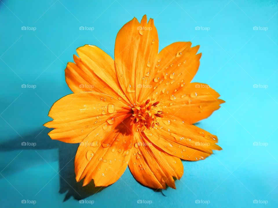 Sulfur kenikir is a flowering plant native to Mexico and belongs to the Kenikir-Kenikir family. This plant is also a natural habitat for the insect Anagrus nilaparvatae.