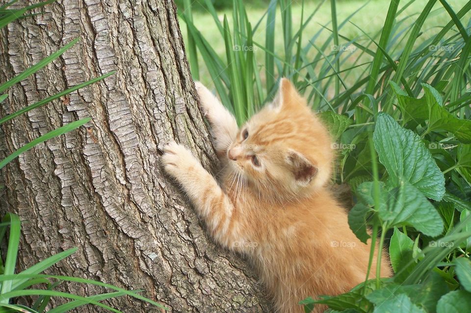 Small Orange Kitten Scratching Up a Tree Outside 