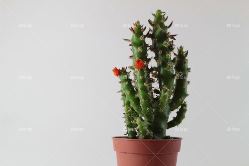 indoor cactus in pot