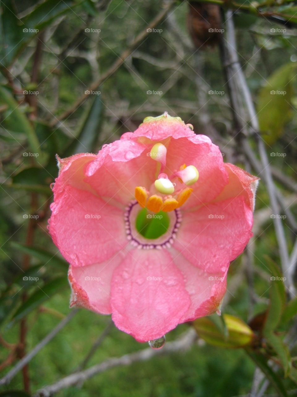 Pink flower  closeup 