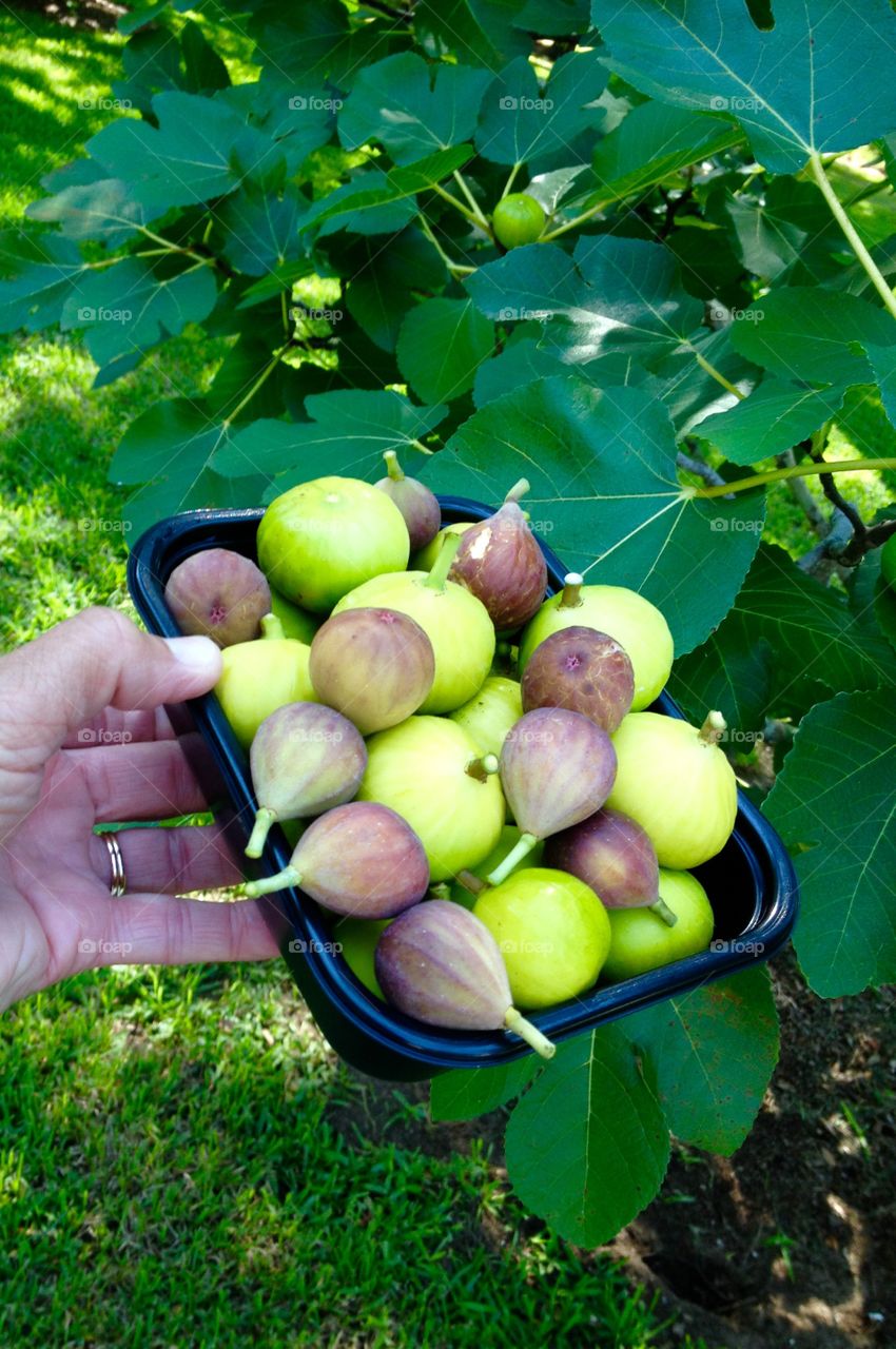 Fresh picked figs