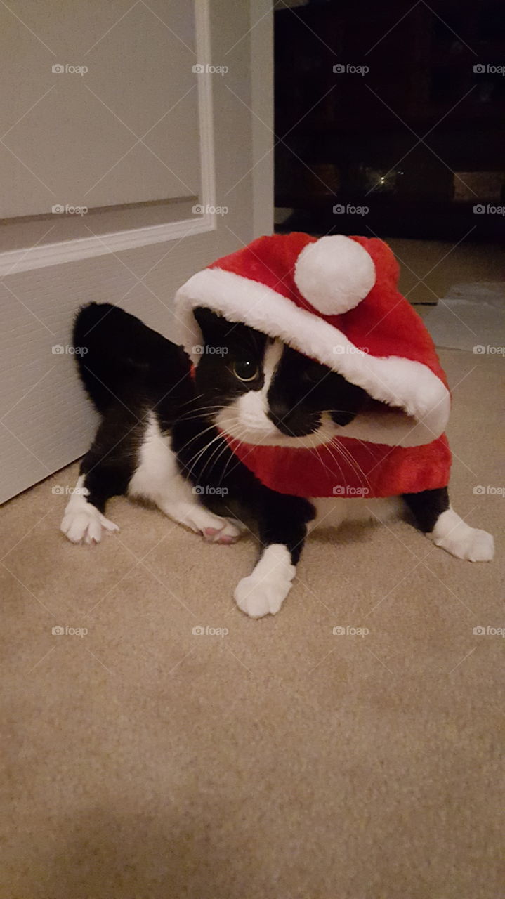 Christmas Kitty Outfit
