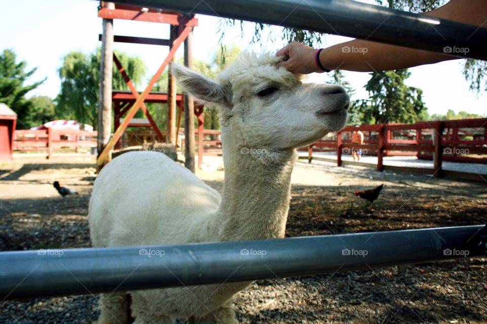 A person touching cute alpaca