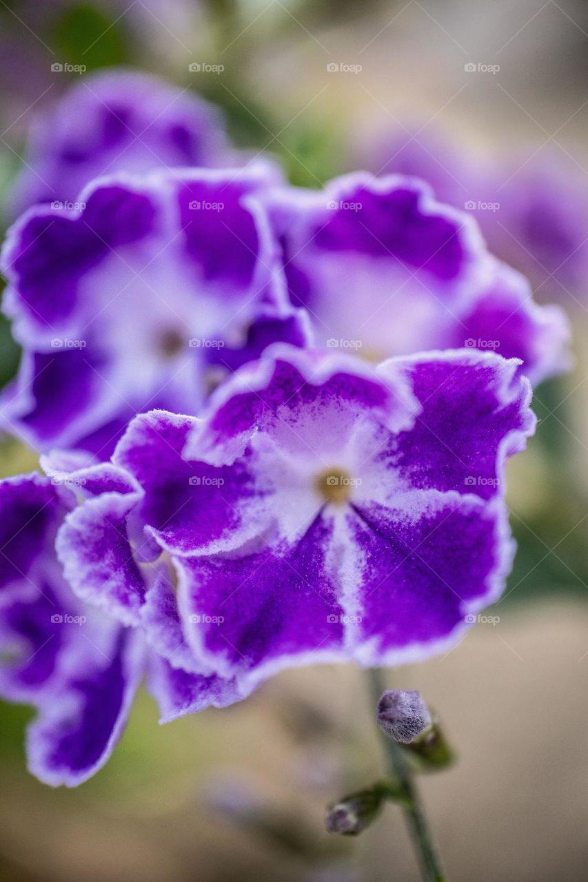 beautiful purple and white Golden Dewrop flowers,  also known as Duranta erecta. with their delicate petals,  beautiful sight in spring