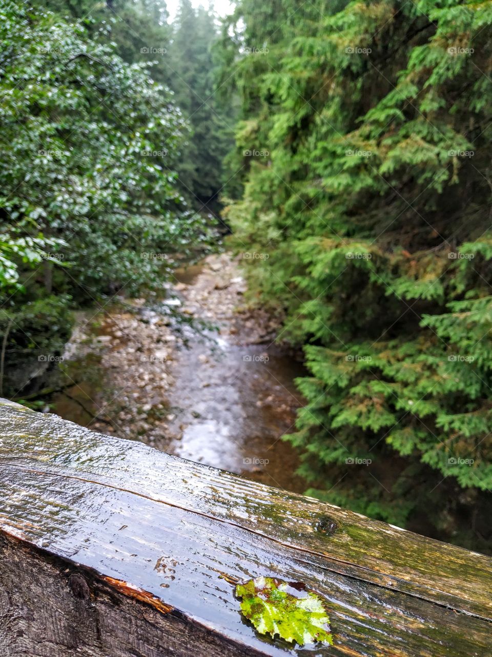 A rainy day in the wood