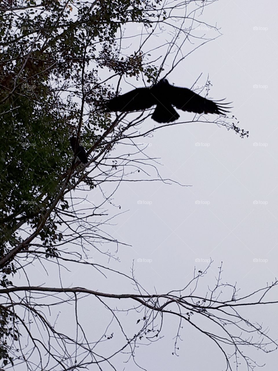 crow with its wings spread flying away from a tree