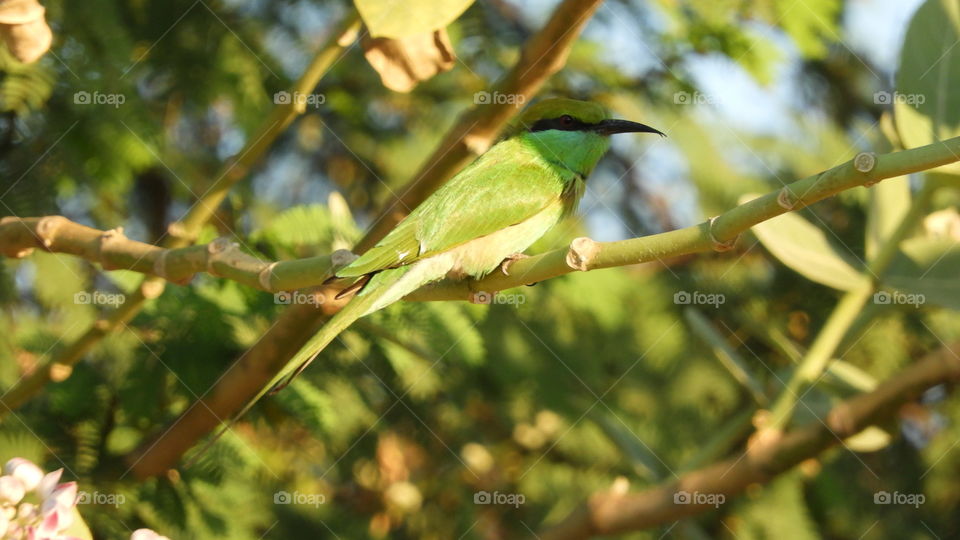 Bird#Green