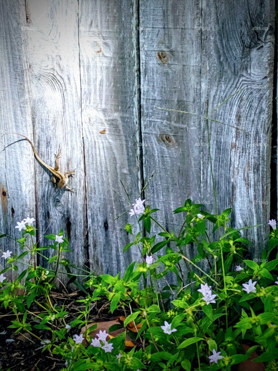 Shabby Chic Lizard on a Fence