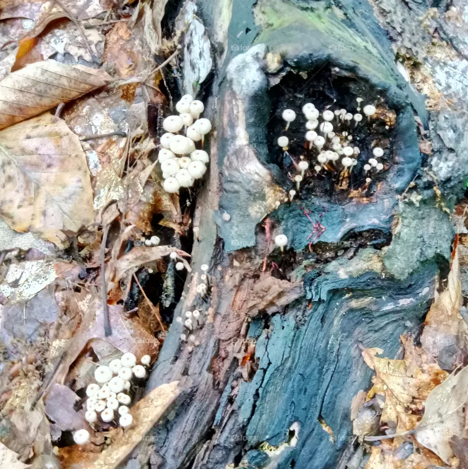Autumn mushrooms
