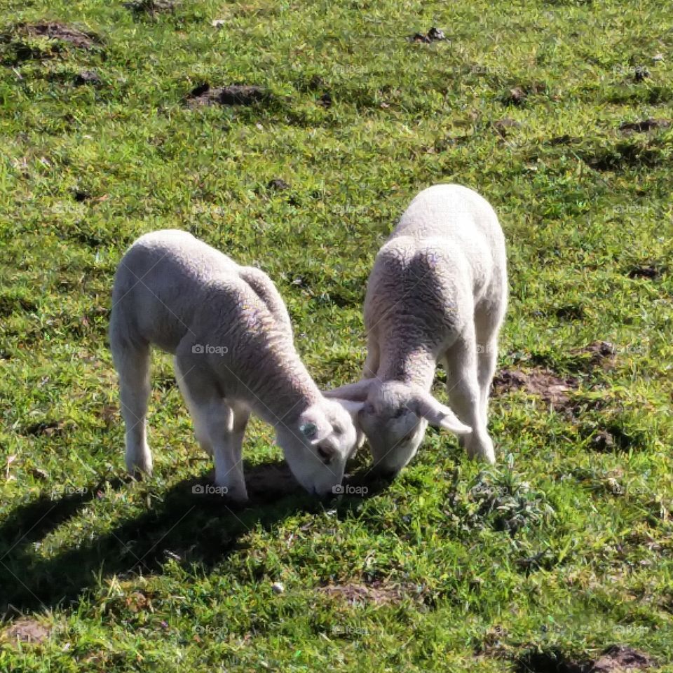 The lambs who are probably friends