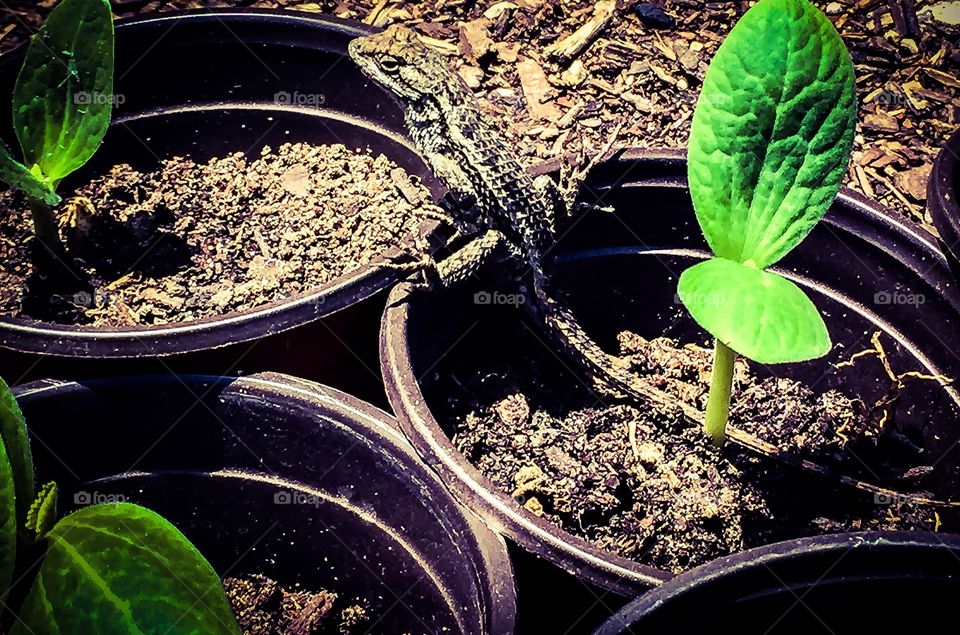 Seedling lizard 