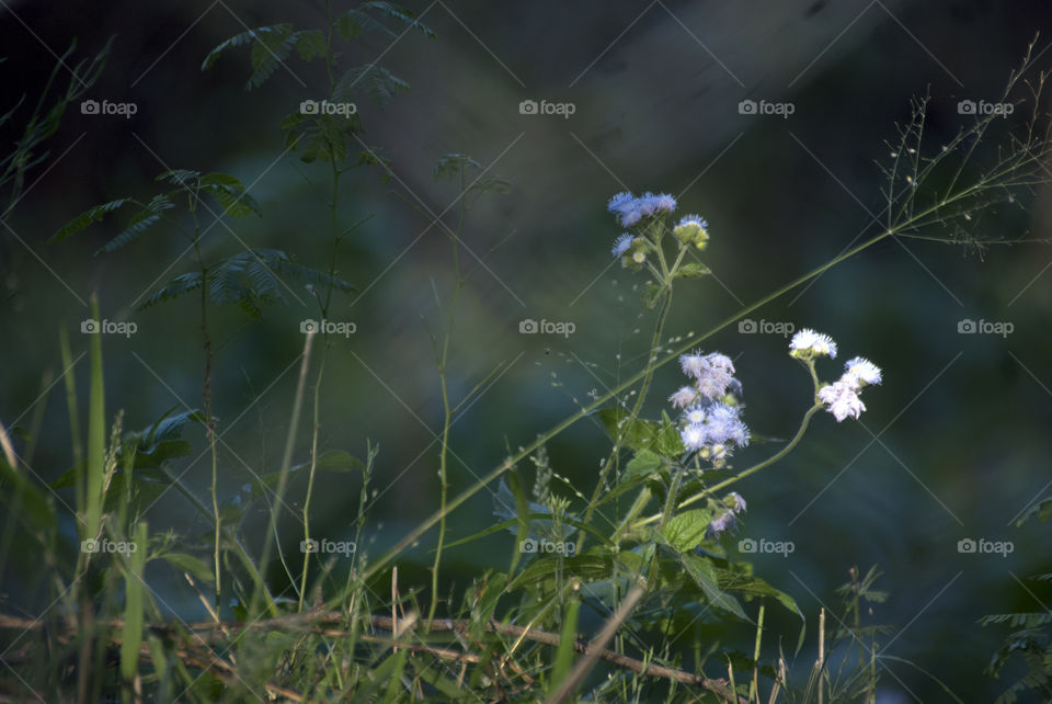 Sunlight falling on the smallest of flowers and adding a magical touch to them.