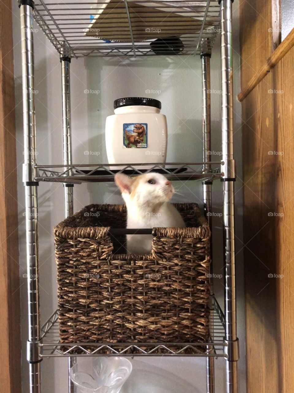 Cat on metal cabinet near cookie jar