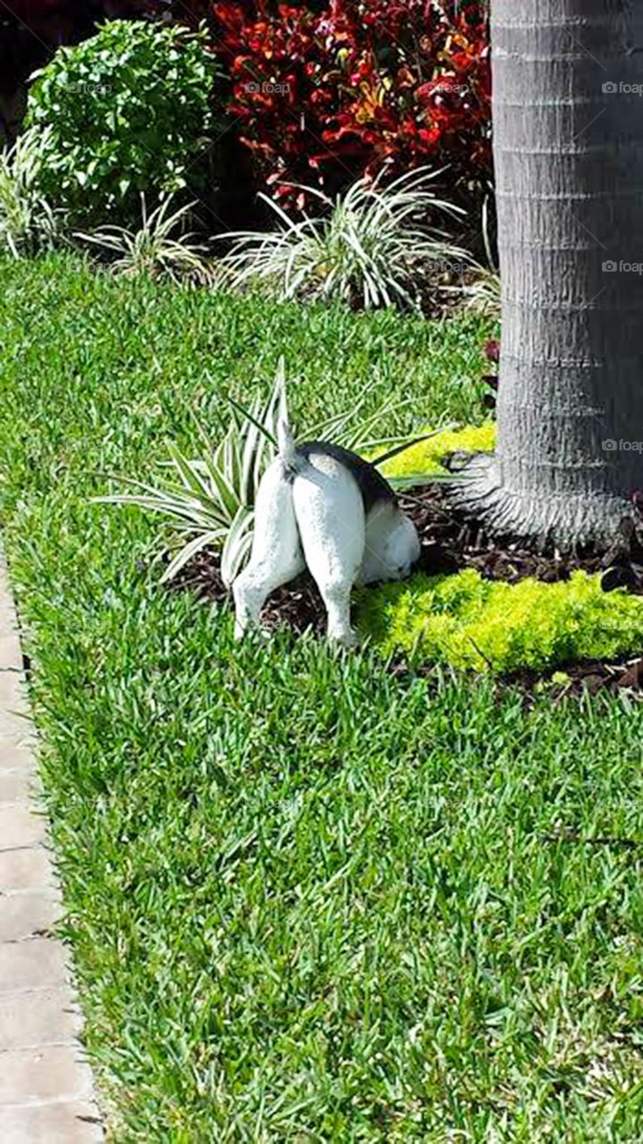 digging dog. whimsical dog statue in front yard seems to be digging up yard or burying a bone