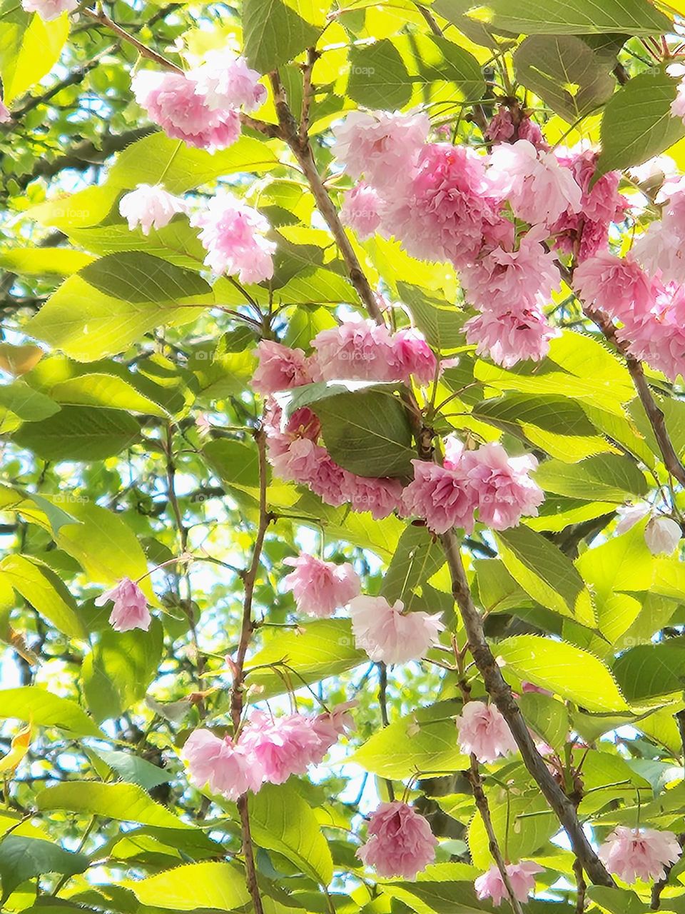 sunlight shining through green leaves and pink blossoms of a fruit tree on a Spring day in Oregon