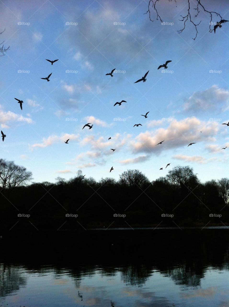 Mysterious evening forest with ominous birds and blue sky