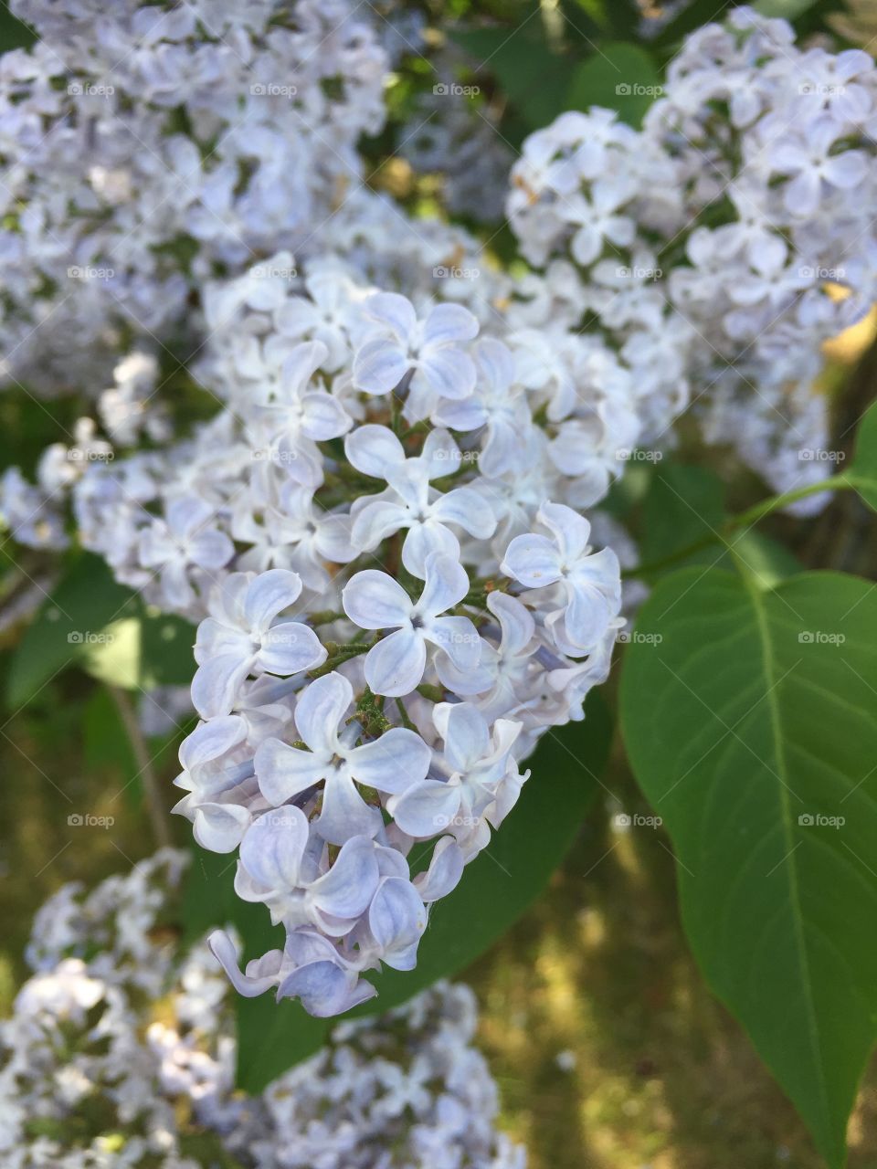 In my garden 
