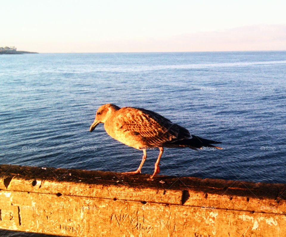 Immature California Gull in the Early Dawn, Ocean Beach, CA.