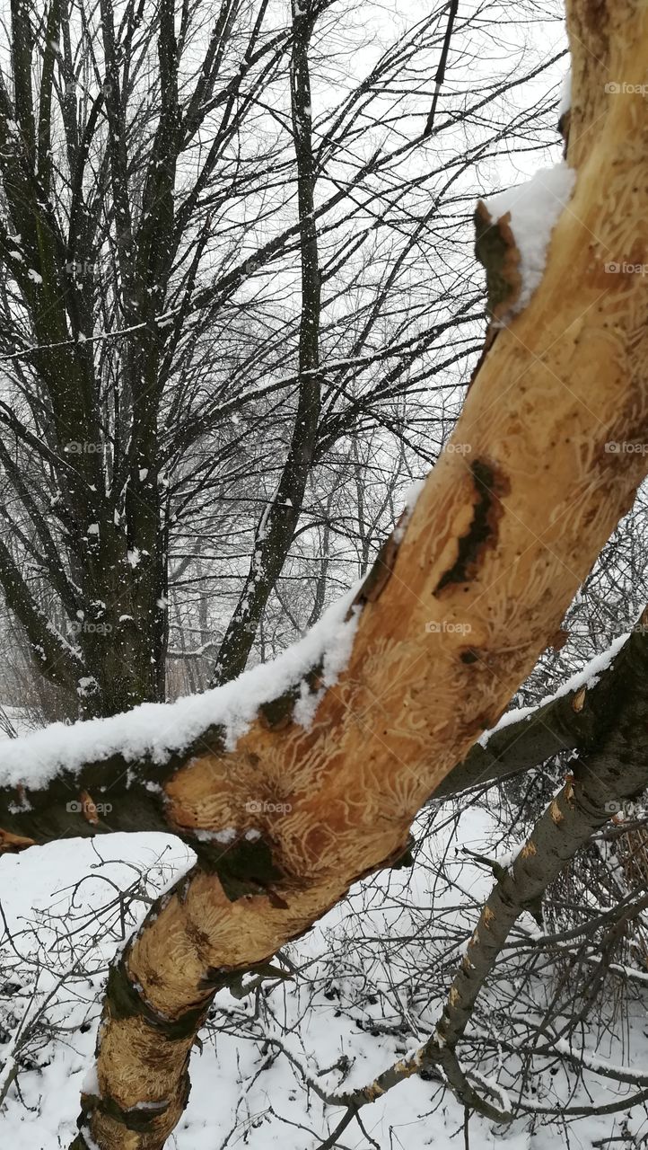 Naked tree