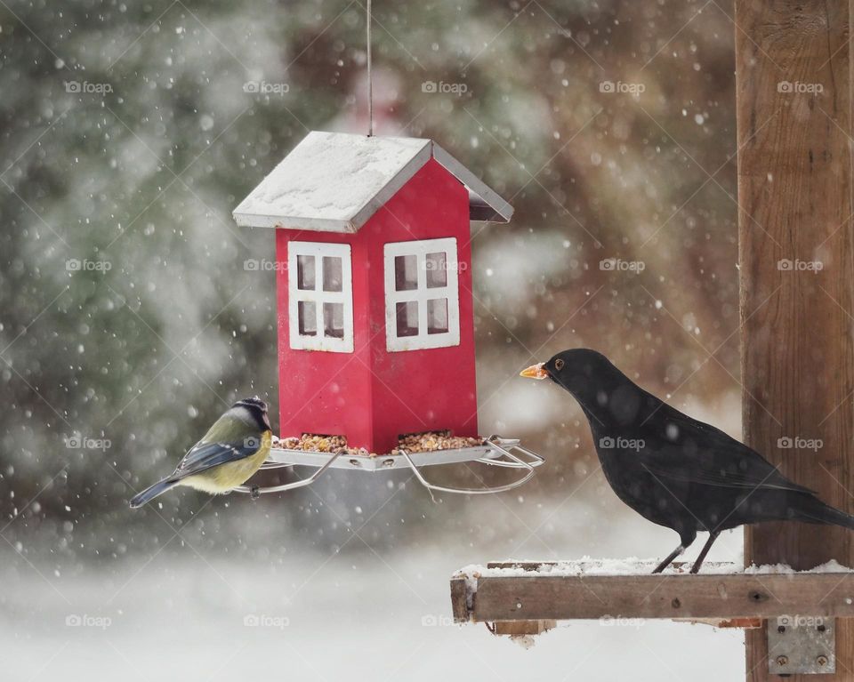 Bird feeding