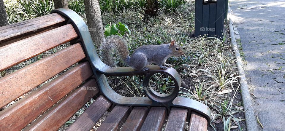 The seated squirrel