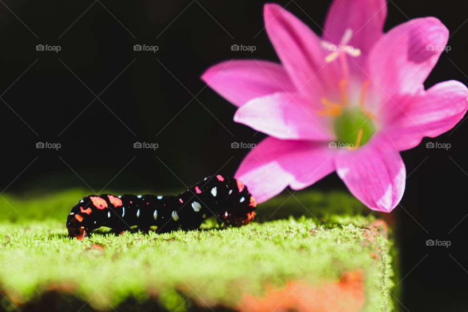 rain lily and the larva of rain lily moth